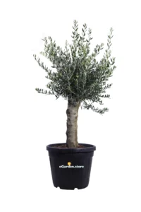 Ulivo Ornamentale 1 Tronco v45 egarden.store online