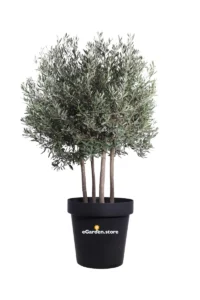Ulivo Ornamentale 4 Tronchi v45 egarden.store 1 Ulivo Ornamentale 4 Tronchi v45 egarden.store online
