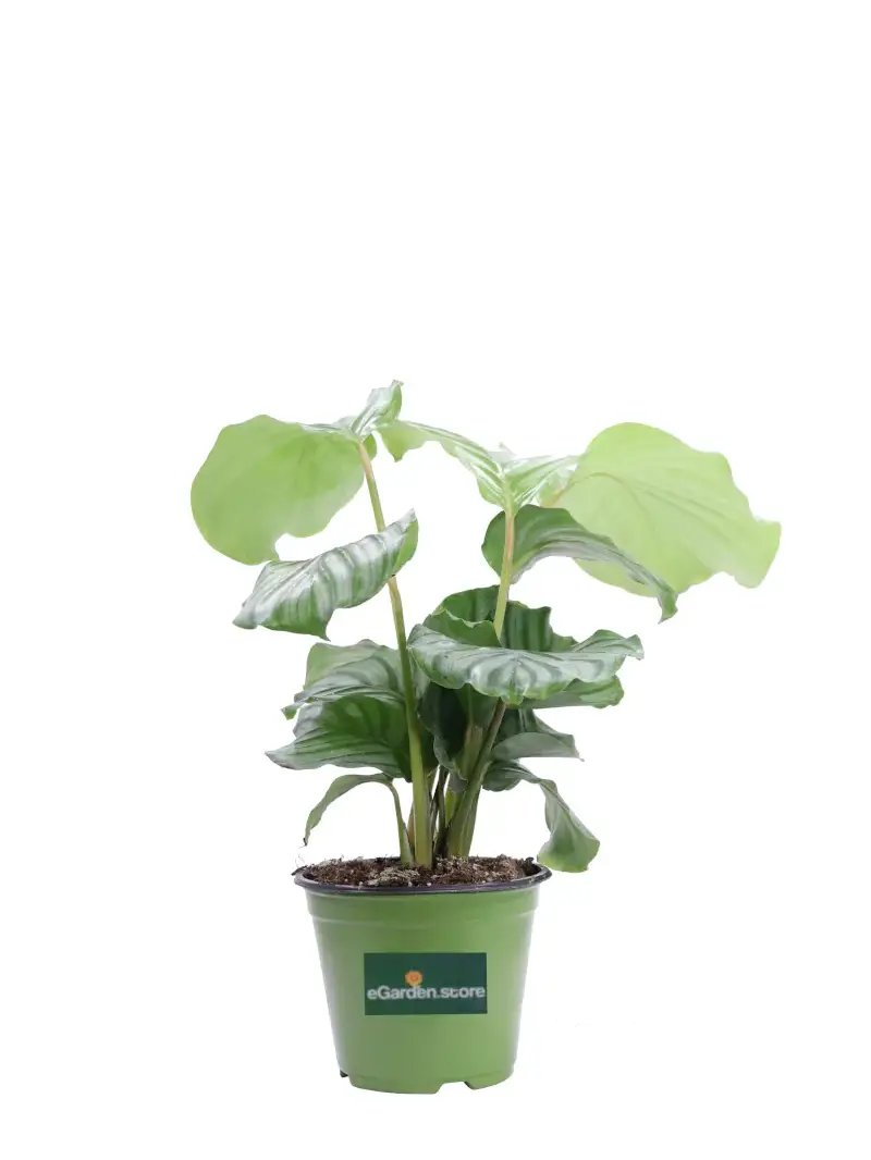 Calathea Orbifolia v12 egarden.store online