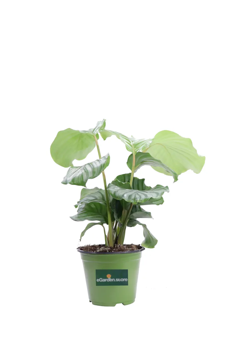 Calathea Orbifolia v12 egarden.store online