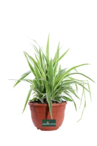 Chlorophytum Bichetii Backer v20 egarden.store online