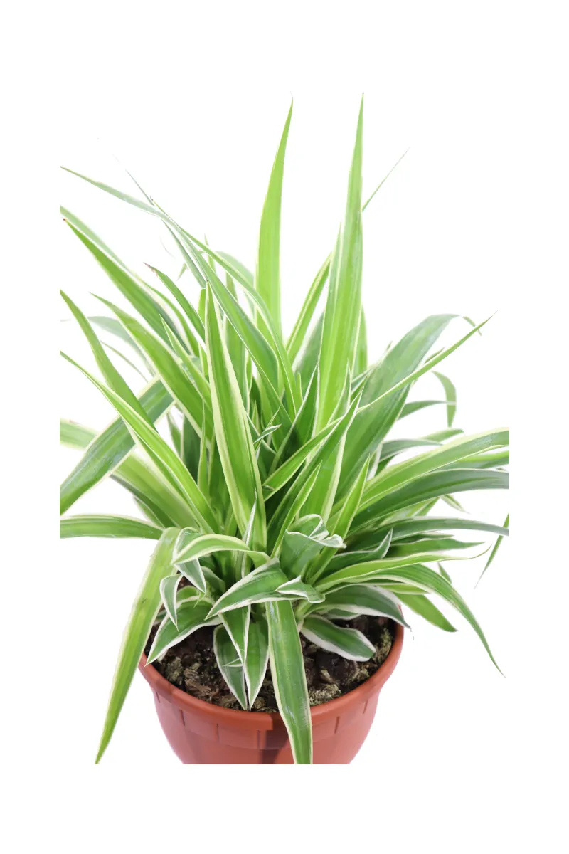 Chlorophytum Bichetii Backer v20 egarden.store online
