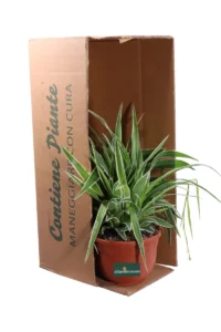 Clorofito - Chlorophytum Bichetii Backer