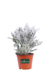 Cineraria Marittima Polvere D'Argento v14 egarden.store online