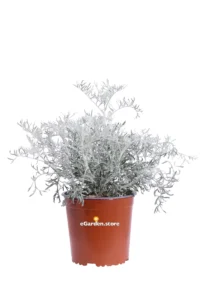 Cineraria Marittima Polvere D'Argento v17 egarden.store online
