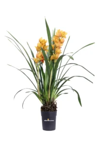 Cymbidium Arancione v14 egarden.store online