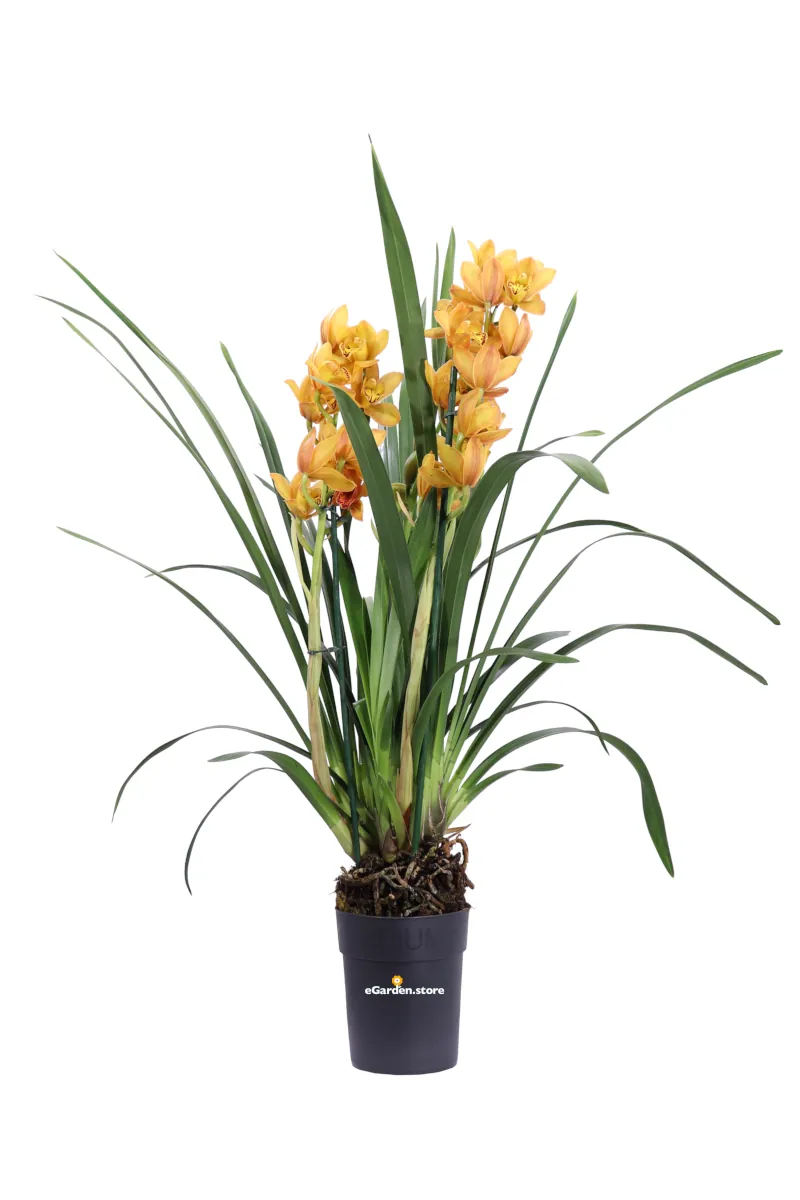 Cymbidium Arancione v14 egarden.store online