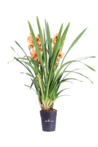 Cymbidium Arancione v14 egarden.store online
