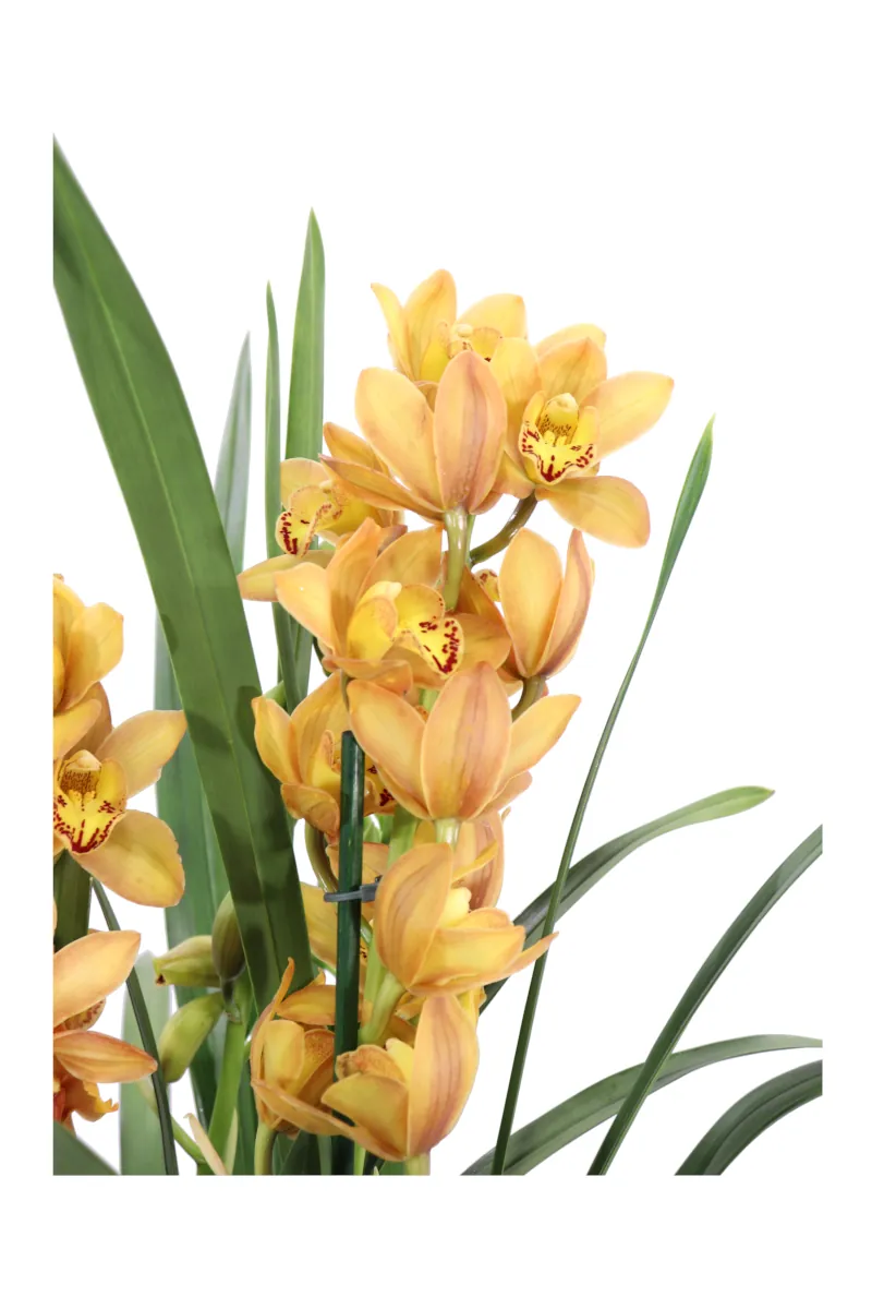 Cymbidium Arancione v14 egarden.store online