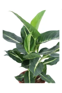 Dieffenbachia Green Magic v17 egarden.store online