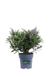 Hebe Hebegranda v15 egarden.store online