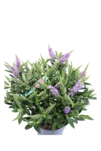 Hebe Hebegranda v15 egarden.store online