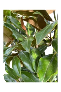 Magnolia Grandiflora v45 egarden.store 2 Magnolia Grandiflora v45 egarden.store online