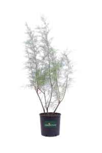 Tamarix Gallica v24 egarden.store online