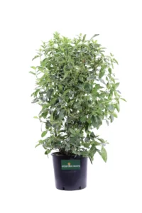 Viburno Tino French White v24 egarden.store online