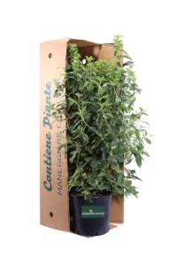 Viburno Tino - Viburnum Tinus French White