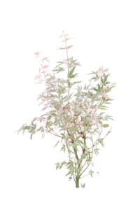 Acero Japanese Jewel Taylor v18 egarden.store 2 Acero Japanese Jewel Taylor v18 egarden.store online