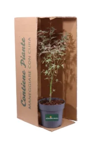 Acero Japanese Jewel Taylor v18 egarden.store 3 Acero Japanese Jewel Taylor v18 egarden.store online