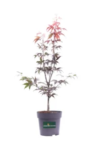 Acero Palmato Bloodgood v19 egarden.store online