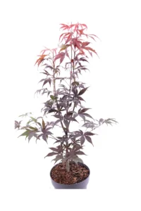 Acero Palmato Bloodgood v19 egarden.store online