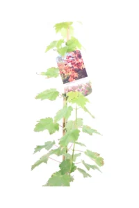 Acero Rubrum October Glory v18 egarden.store online