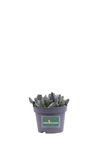 Adromischus Festivus v10 egarden.store online