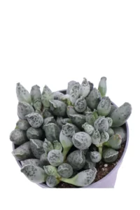 Adromischus Festivus v10 egarden.store online