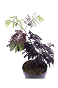 Albizia Julibrissin Summer Chocolate v18 egarden.store 2 Albizia Julibrissin Summer Chocolate v18 egarden.store online