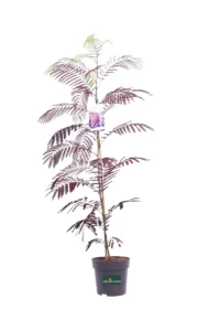Albizia Julibrissin Summer Chocolate v22 egarden.store 1 Albizia Julibrissin Summer Chocolate v22 egarden.store online