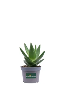 Aloe Perfoliata v10 egarden.store online