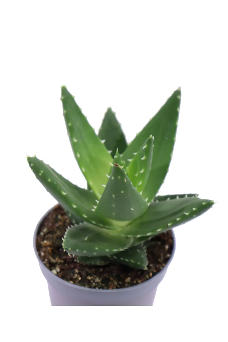 Aloe Perfoliata v10 egarden.store online