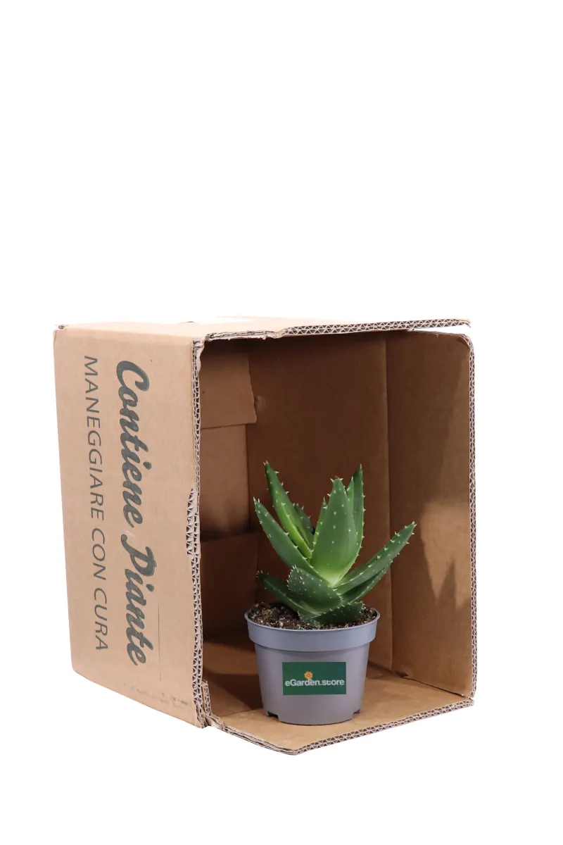 Aloe Perfoliata v10 egarden.store online
