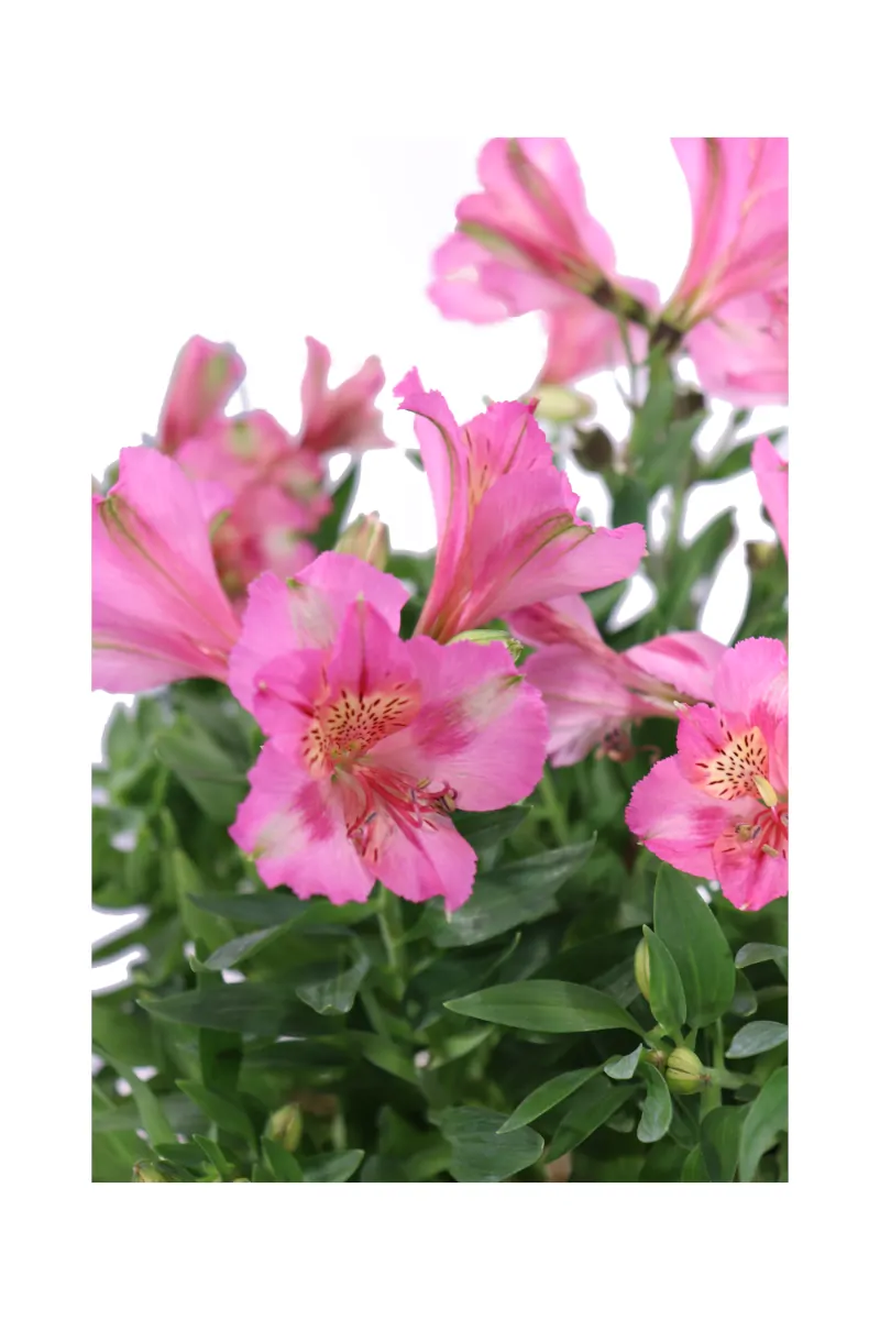 Alstroemeria Pink v20 egarden.store online