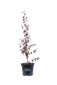 Betula Royal Frost v18 egarden.store online