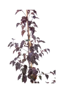 Betula Royal Frost v18 egarden.store online