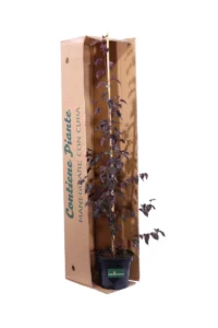 Betula Royal Frost v18 egarden.store online