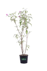 Buddleja Davidii Pink v18 egarden.store online