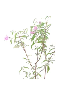 Buddleja Davidii Pink v18 egarden.store online