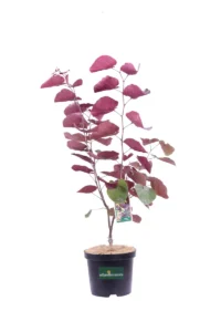 Cercis Canadensis Merlot v20 egarden.store online