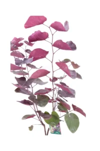 Cercis Canadensis Merlot v20 egarden.store online