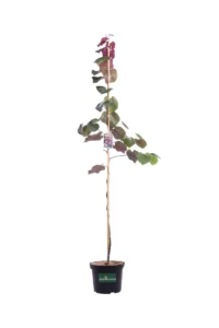 Cercis Canadensis Ruby Falls v25 egarden.store online