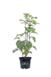 Clerodendrum Bungei v20 egarden.store online