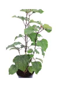 Clerodendrum Bungei v20 egarden.store online