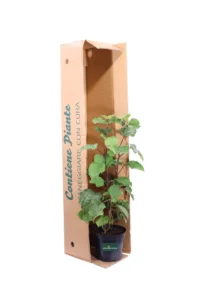 Clerodendrum Bungei v20 egarden.store online