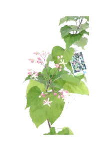 Clerodendrum Trichotomum v17 egarden.store online