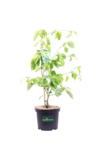 Cornus Alternifolia Golden Shadows v20 egarden.store online