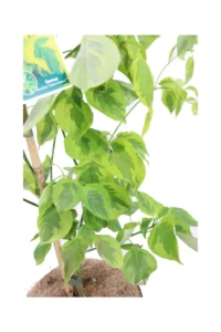 Cornus Alternifolia Golden Shadows v20 egarden.store online