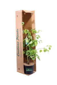 Cornus Alternifolia Golden Shadows