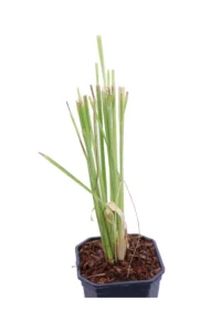 Cortaderia Selloana Pumila v17 egarden.store online
