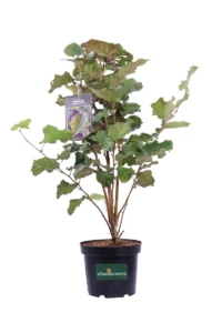 Corylus Maxima Purpurea v24 egarden.store 1 Corylus Maxima Purpurea v24 egarden.store online